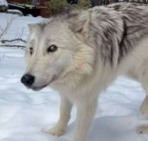 OH IT MAJESTIC~ tweet media