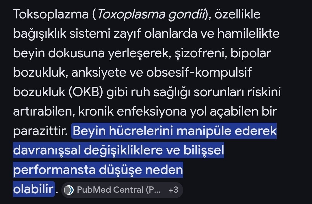 NoStrayDogs tweet media