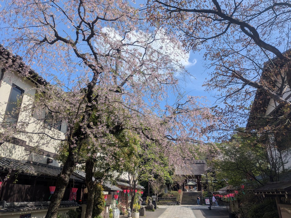 桜って緑混じってきても趣あるって凄いね