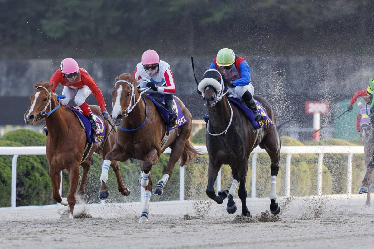 川崎競馬 tweet media