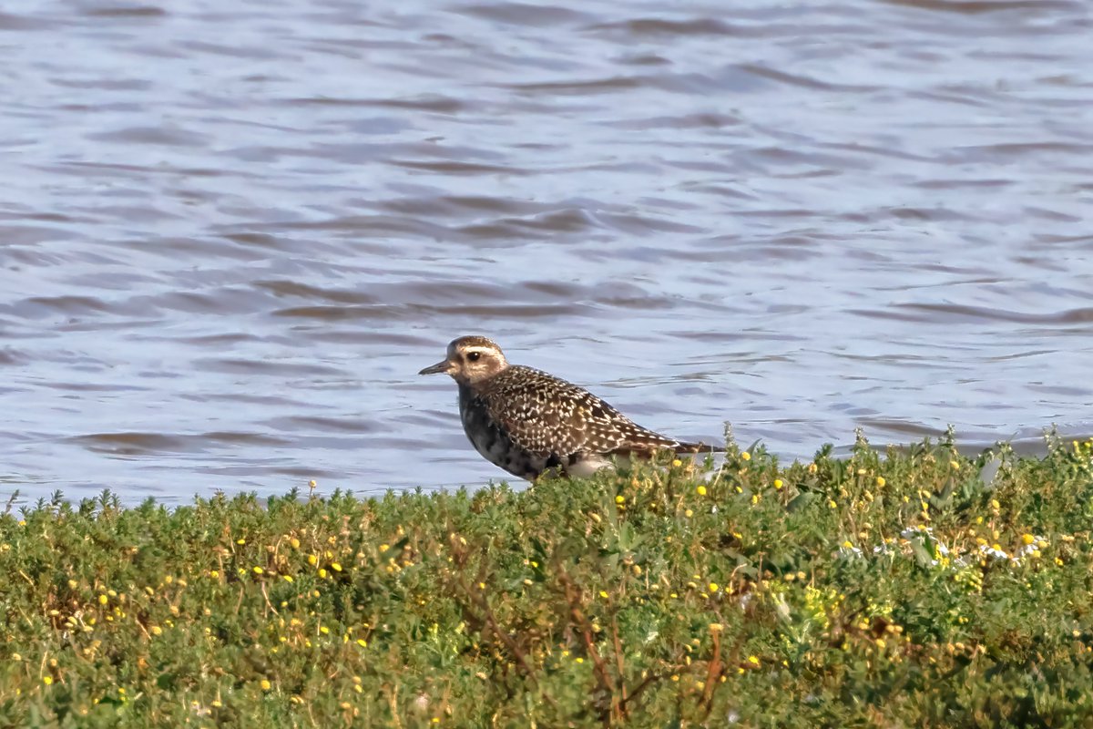 m_r_atkinson's tweet photo. @vickyoutenphoto @ThePhotoHour @Team4Nature @Britnatureguide @NatureUK @WildlifeMag @nature_voice American Golden Plover, RSPB Titchwell https://t.co/cjMjizNeDW