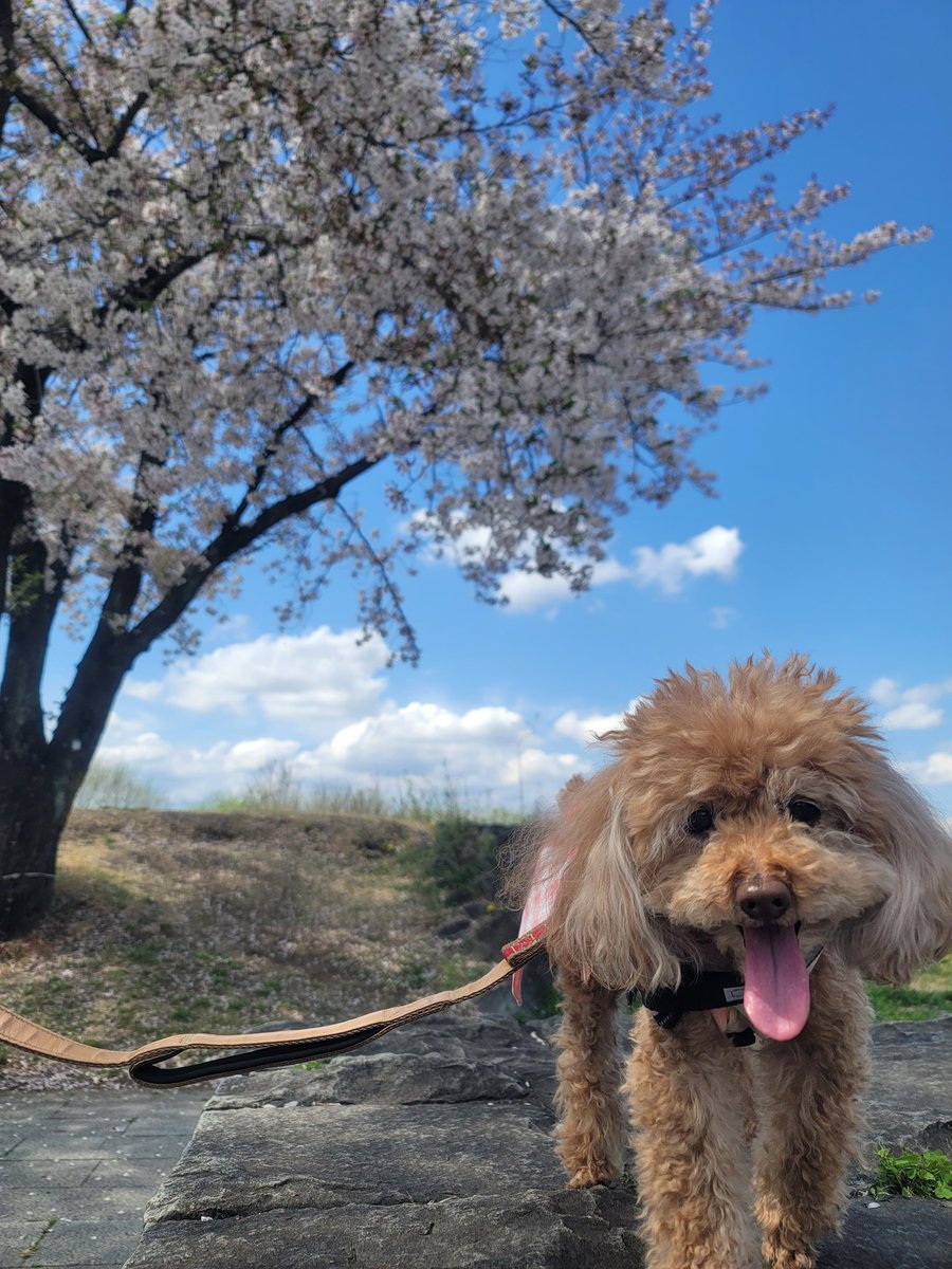 meguopera tweet media