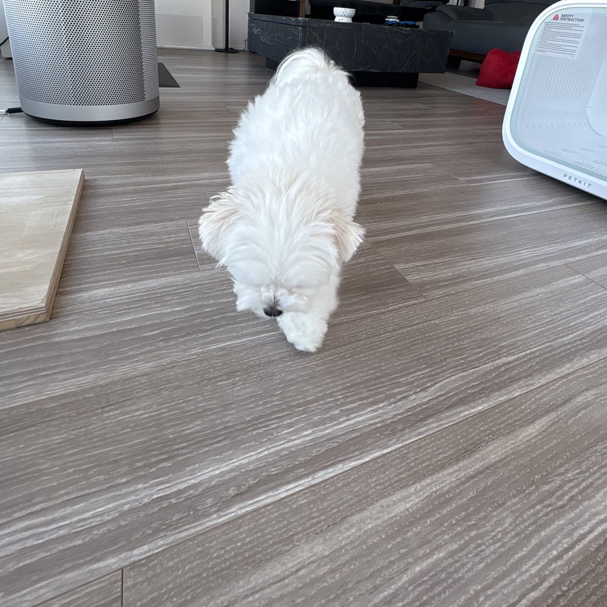 がんばれ！こはくちゃん🐾 tweet media