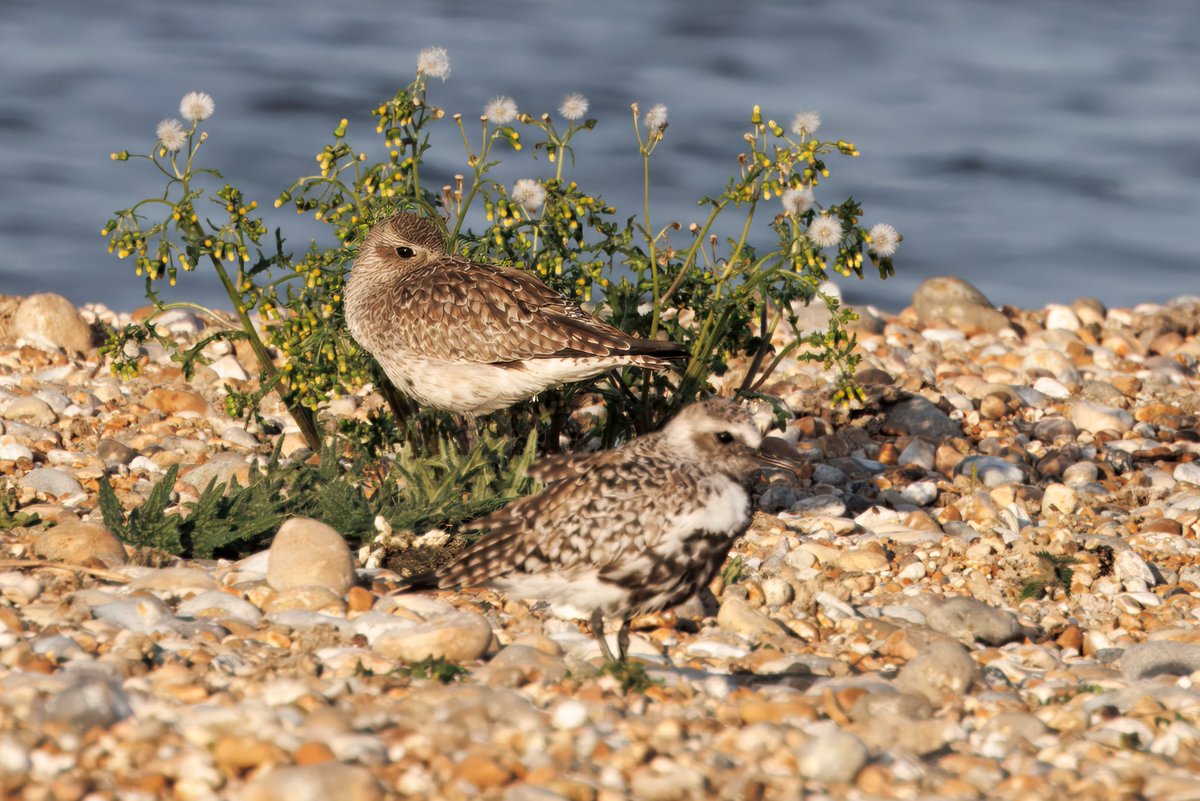 m_r_atkinson's tweet photo. @vickyoutenphoto @ThePhotoHour @Team4Nature @Britnatureguide @NatureUK @WildlifeMag @nature_voice Grey Plover, RSPB Dungeness https://t.co/Dyuv3faOEy
