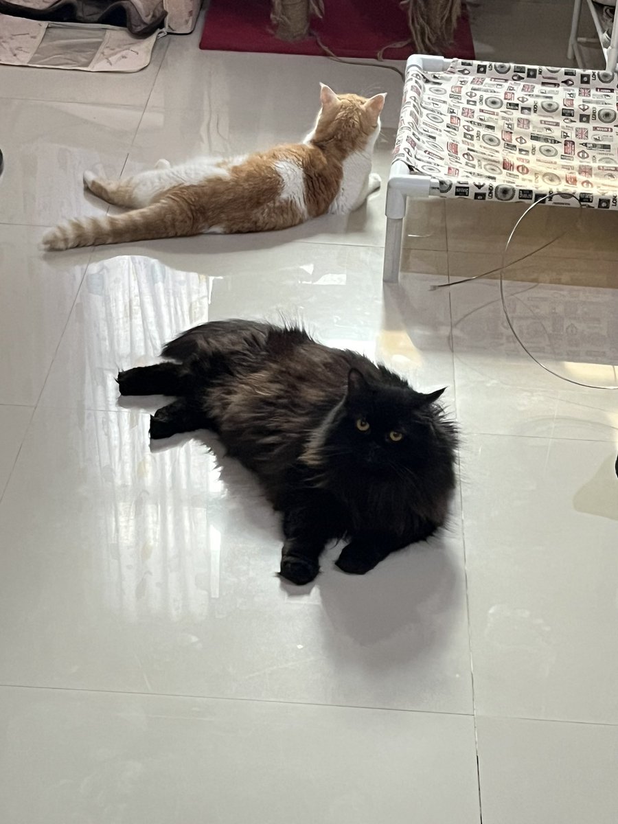 Yujin Momo Thyme Mint tweet media