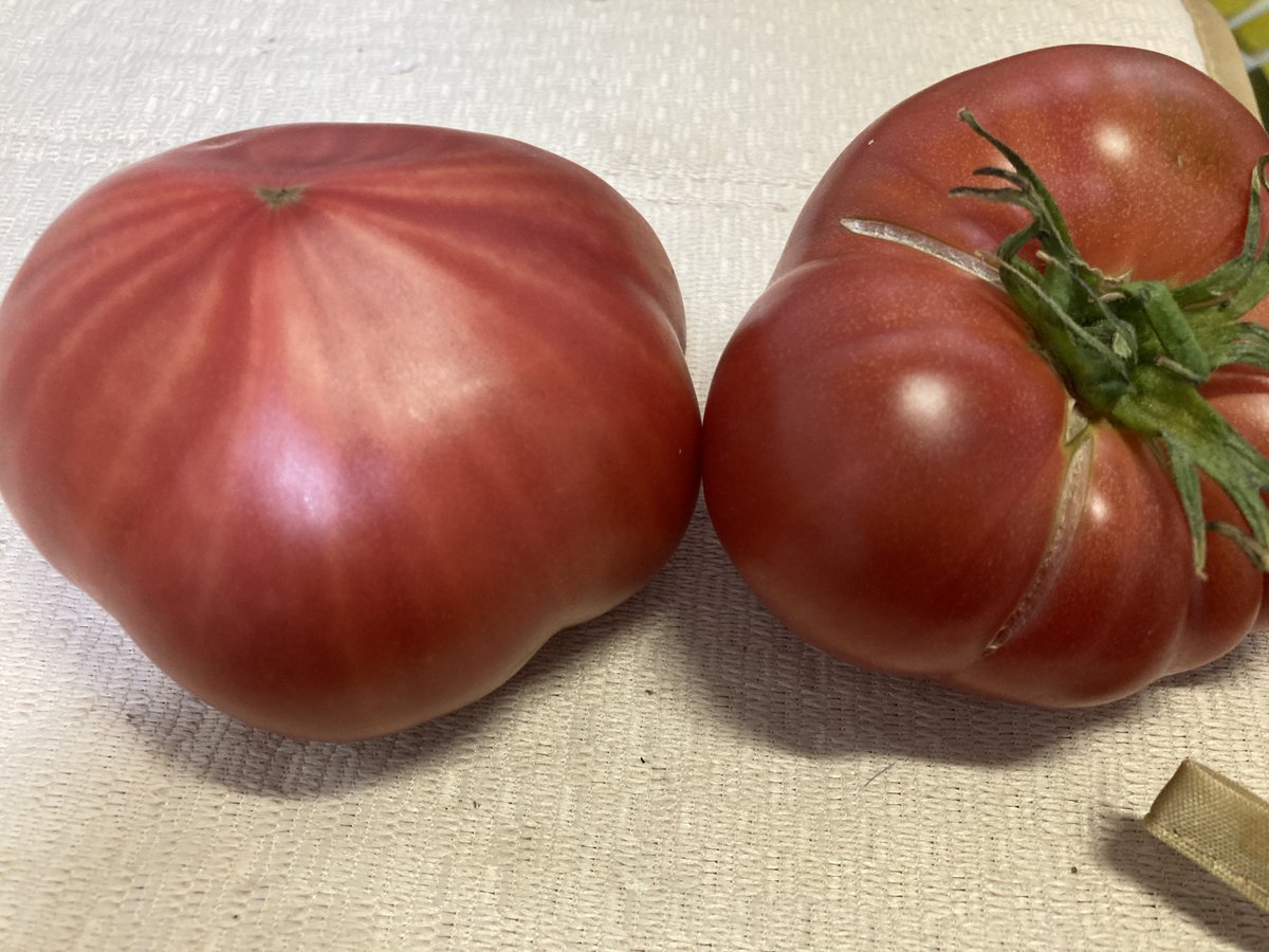 とっても立派なトマトをいただいた