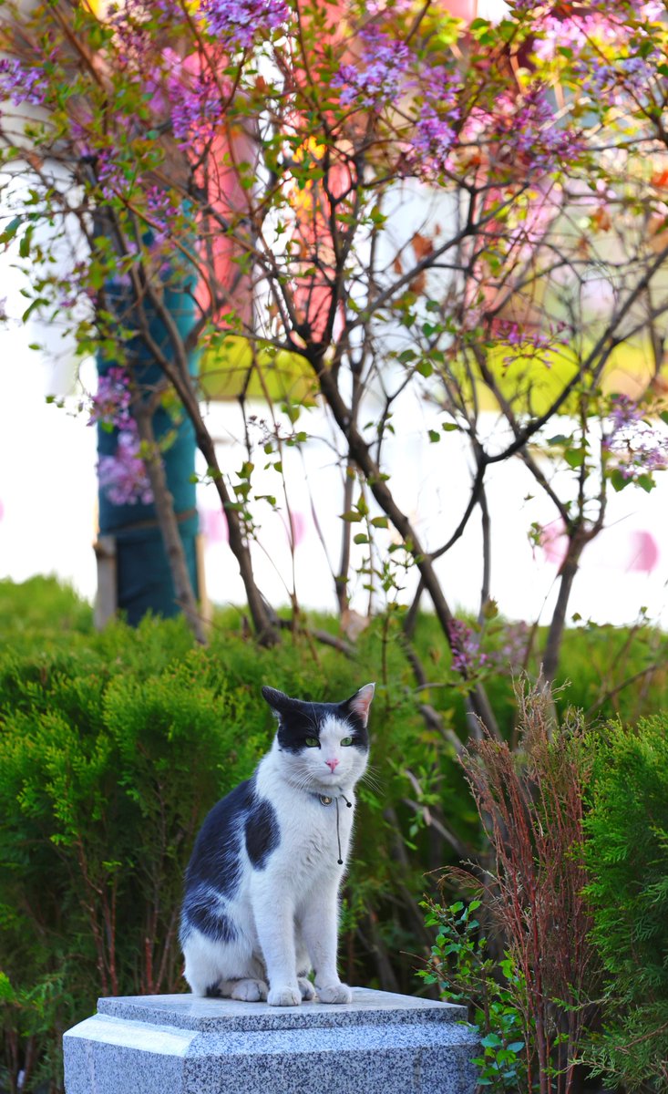 Lhasa street cats