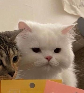 LittlecatST tweet media