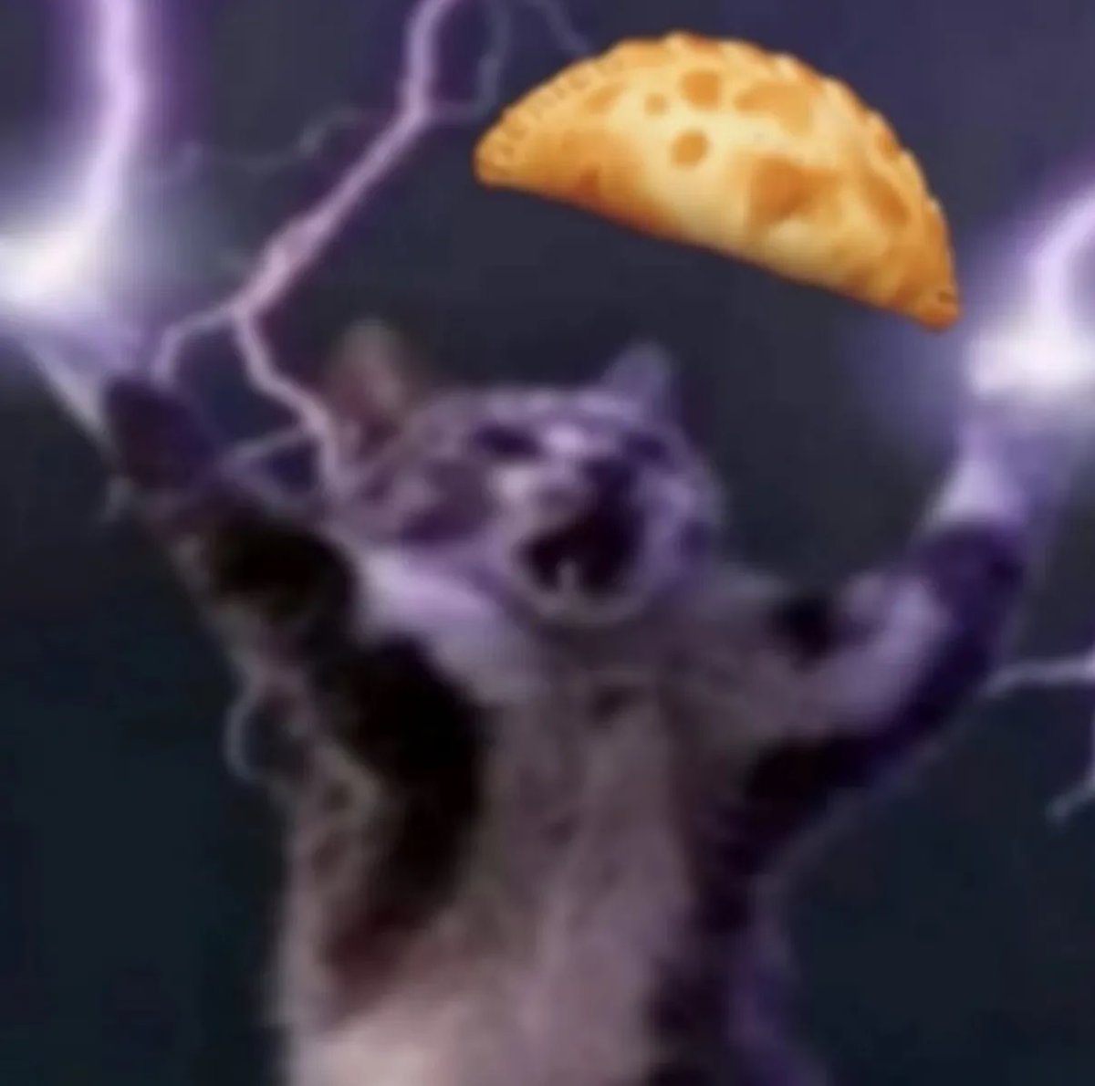 gatos fazendo gatices tweet media