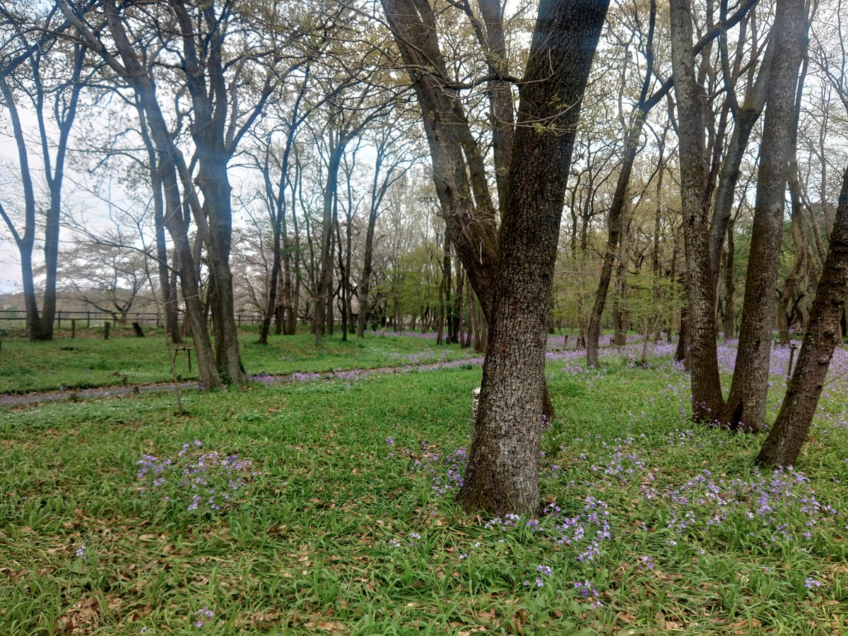 white-space tweet media