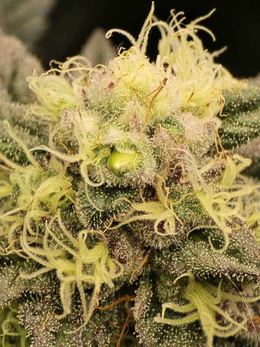 DFI Genetics tweet media