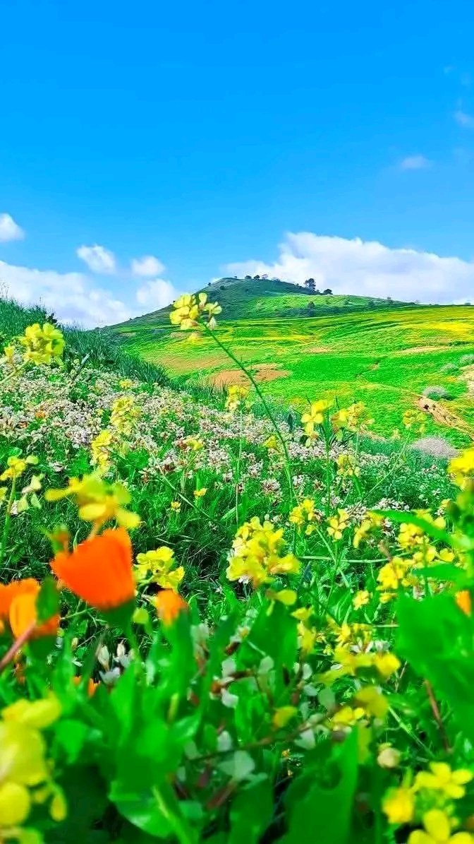 ريناااااد tweet media