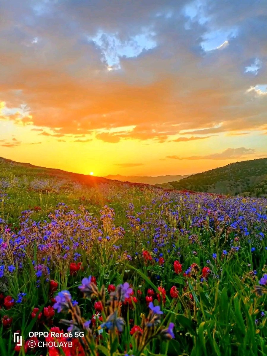 ريناااااد tweet media