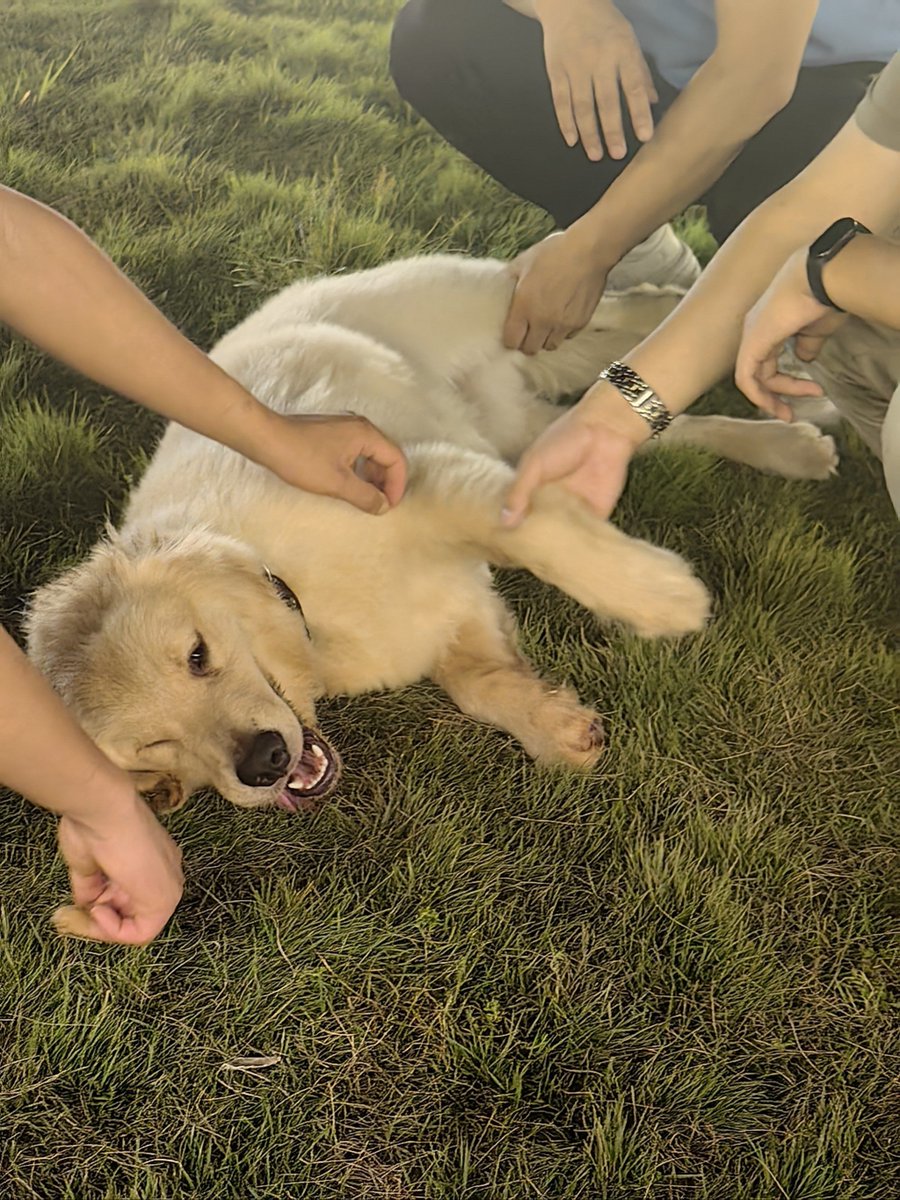 butterscotch193's tweet photo. "My fur baby turns ordinary days into magic.  #PetLove #PawParade" https://t.co/bhR1WcWAb7