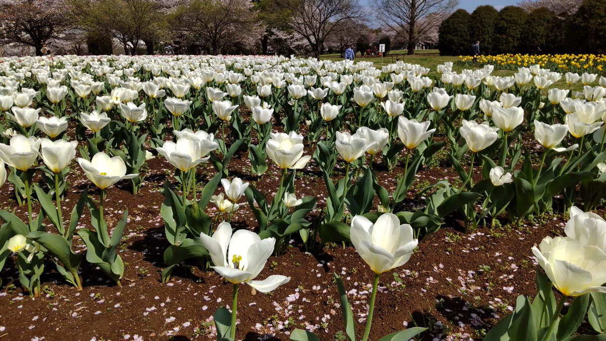 efc8a31d943141c's tweet photo. #桜 #チューリップ #ネモフィラ #さいたま市
2026/04/06
今日は大宮花の丘農林公苑へ
チューリップ🌷は満開から少〜し散りかけでした。

🎶咲いた〜咲いた〜チューリップの花が〜と（心の中で）歌いました(⁠≧⁠▽⁠≦⁠) https://t.co/TTc1M7T6ls
