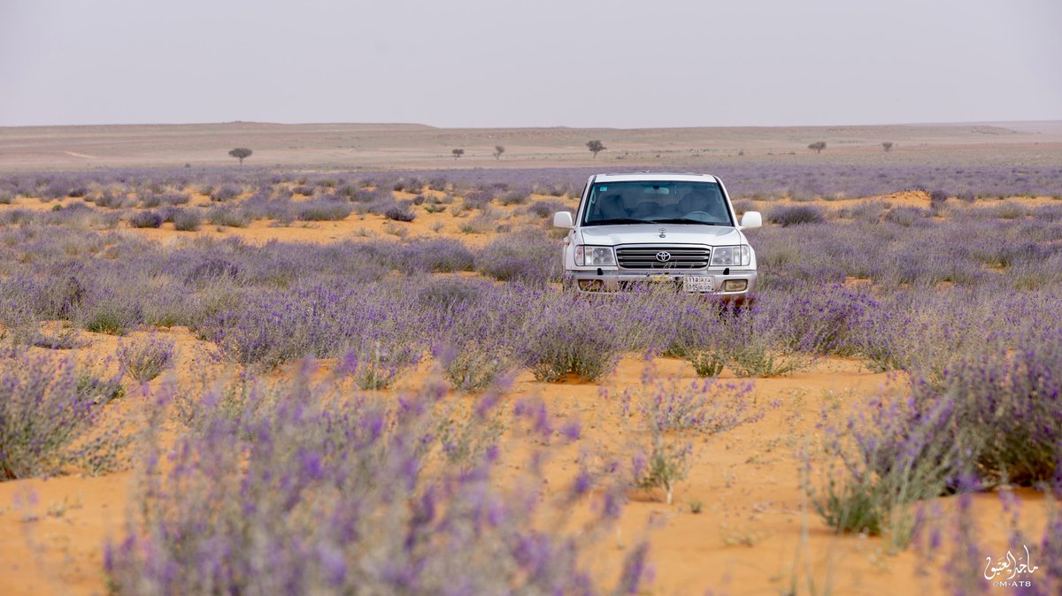 ماجد العتيق tweet media