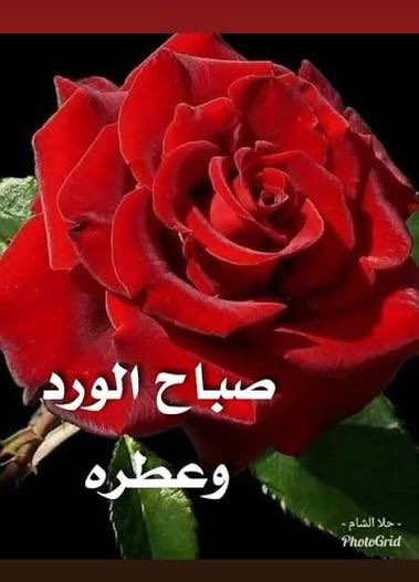 حامد بن أحمد(أقمَرَ ليلَه) tweet media