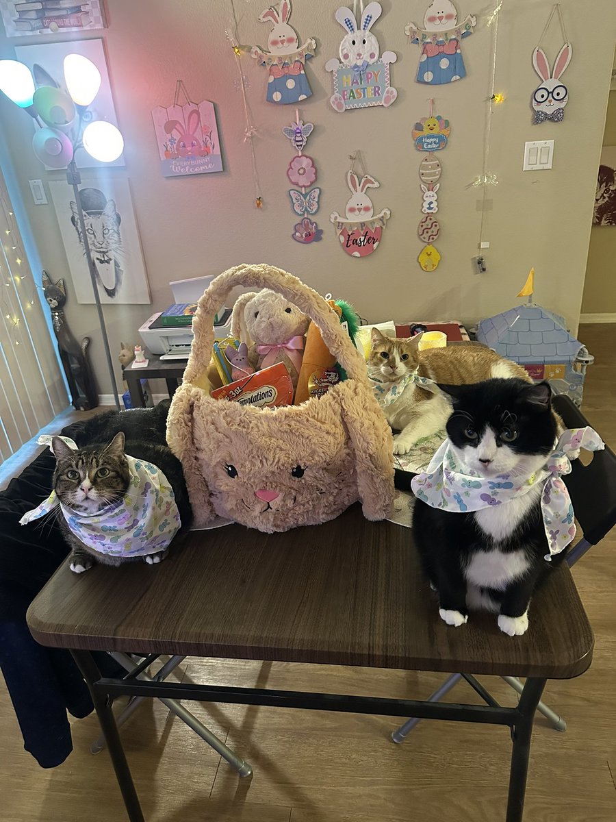 oreokittykat's tweet image. Happy Easter friends! 🐰🌸😸 Oreo, Lily, and Peaches hope you had a great day 💕 #CatsOnTwitter #catsofinstagram #easter