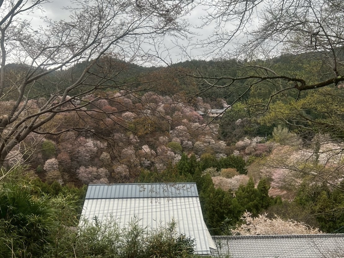 吉野ビジターズビューロー（吉野町観光情報） tweet media