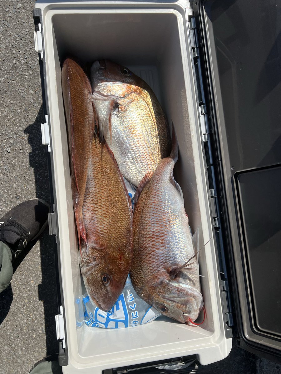 1BJSdn2HLb43950's tweet photo. 三厩　シオンさんにお世話になりました
良型の真鯛4本タイラバでゲット！
満足でした
船長　同船の方お疲れ様でした☺️ https://t.co/GpeFM9rbA7