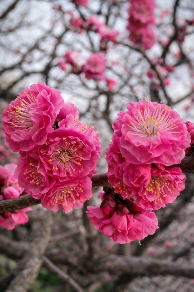 All about nature (@allaboutna91431) on Twitter photo 