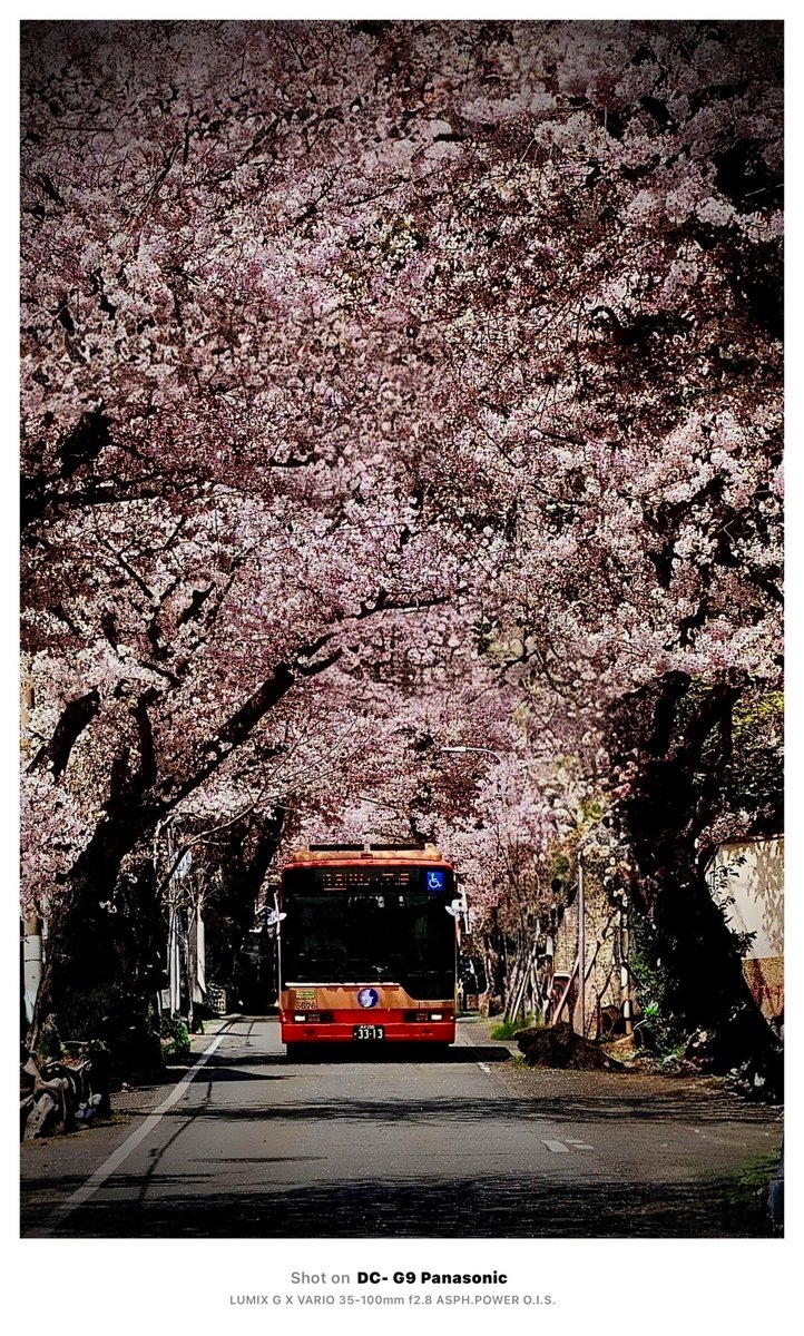 cy31kai's tweet photo. どうにかこうにか、桜トンネルを通る神姫バスをゲットしました。もう、終わりに近いので、花に勢いが…(汗)
来年チャレンジが出来ないだけに、明日も行くかも知れません。
#神戸市 #灘区 #桜のトンネル #桜トンネル #摩耶 #摩耶ケーブル #バス #神姫バス #LUMIX #LUMIXJAPAN #G9Pro https://t.co/5pQn6LNNJ9