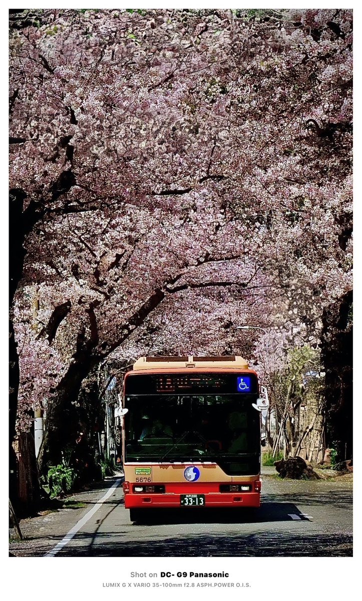 cy31kai's tweet photo. どうにかこうにか、桜トンネルを通る神姫バスをゲットしました。もう、終わりに近いので、花に勢いが…(汗)
来年チャレンジが出来ないだけに、明日も行くかも知れません。
#神戸市 #灘区 #桜のトンネル #桜トンネル #摩耶 #摩耶ケーブル #バス #神姫バス #LUMIX #LUMIXJAPAN #G9Pro https://t.co/5pQn6LNNJ9