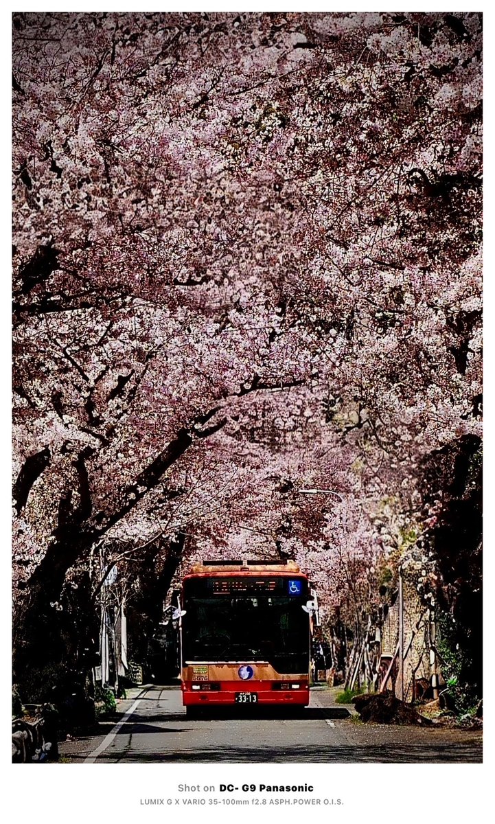 cy31kai's tweet photo. どうにかこうにか、桜トンネルを通る神姫バスをゲットしました。もう、終わりに近いので、花に勢いが…(汗)
来年チャレンジが出来ないだけに、明日も行くかも知れません。
#神戸市 #灘区 #桜のトンネル #桜トンネル #摩耶 #摩耶ケーブル #バス #神姫バス #LUMIX #LUMIXJAPAN #G9Pro https://t.co/5pQn6LNNJ9