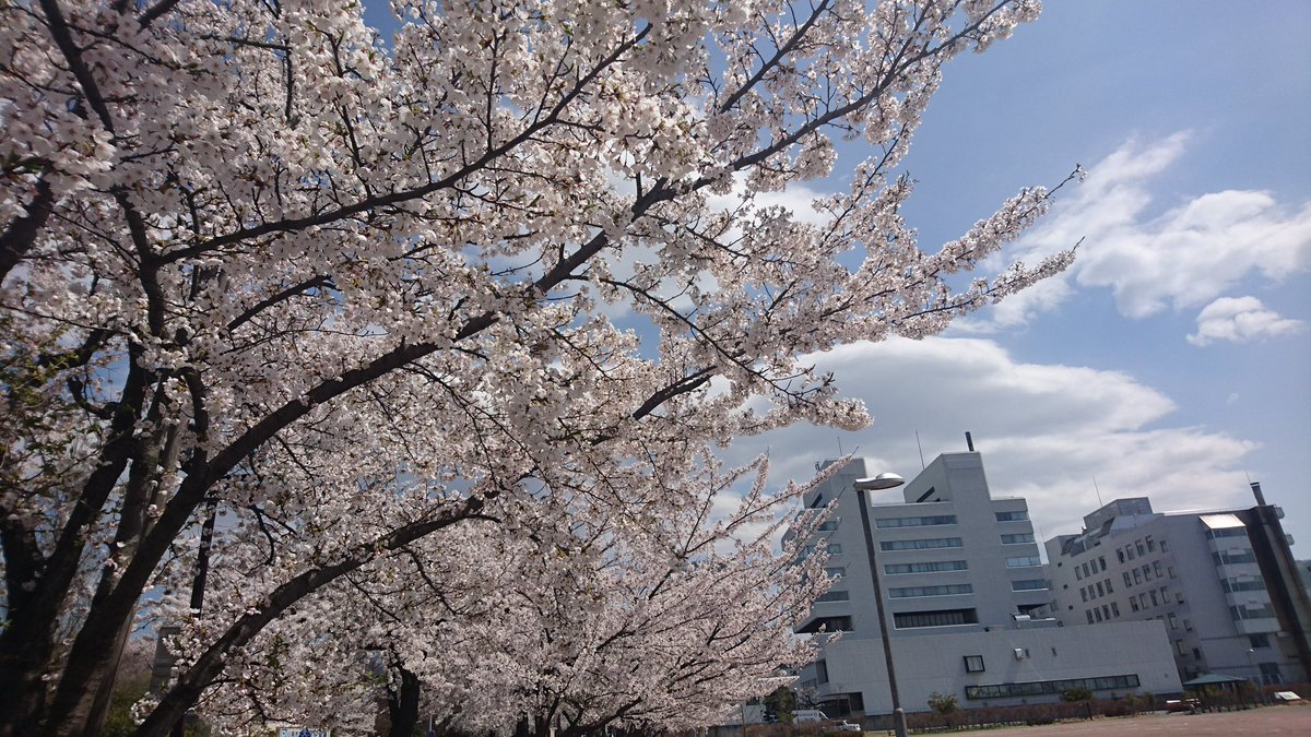 madamadadane050's tweet photo. お花見行ってきました❀.*ﾟ🌸🌸🌸

 #花見  #霞城公園   #桜 https://t.co/P1np9emEvA