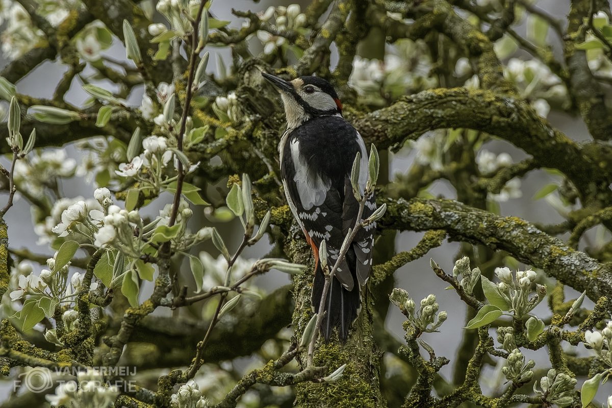 Arie Jan van Termeij tweet media