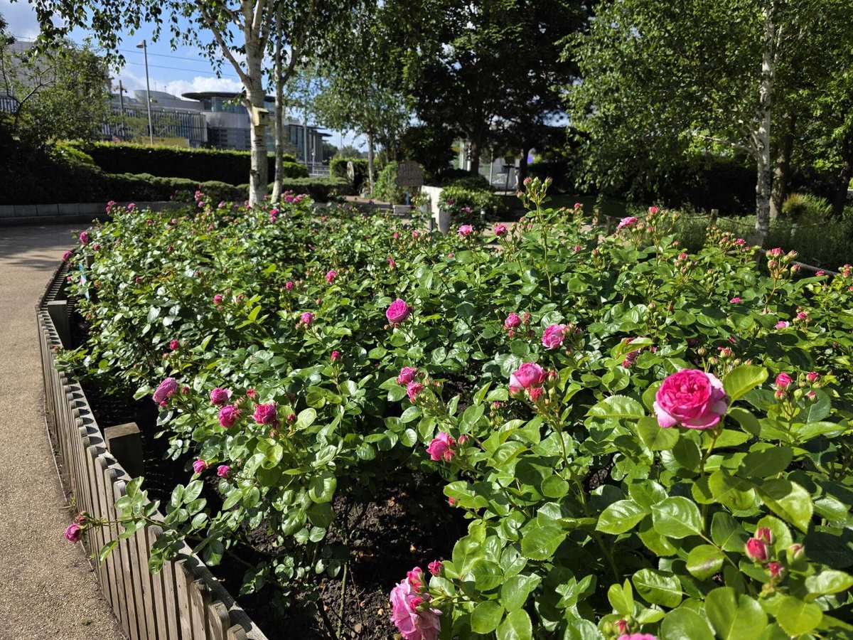 If you're out and about this Bank Holiday Monday and are in Mediacity, don't forget to visit Dianne's rose garden and read the signs about the symptoms of ovarian cancer...

Please share and tag us too - we'd love to see any photos of how it's looking today!