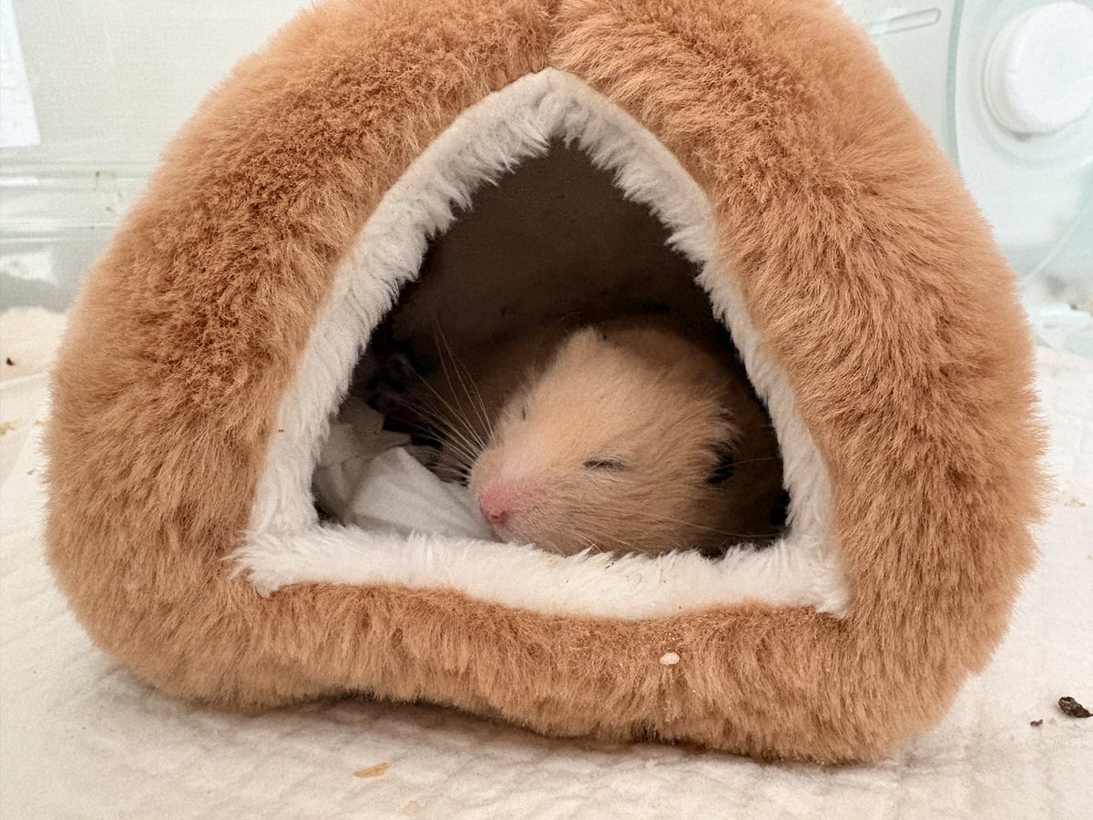 @9R! (ぐり) tweet media