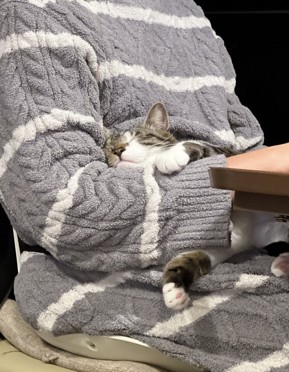 🐈🐈 tweet media