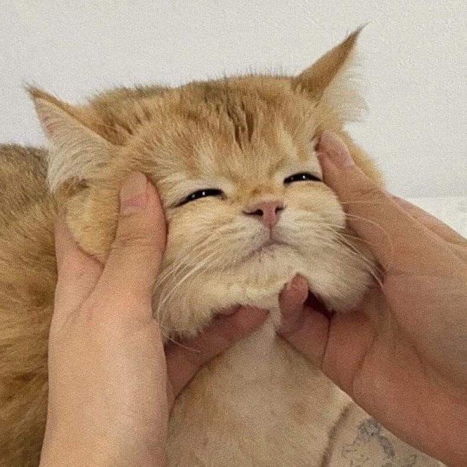 ᕱ⑅︎ᕱ baebyi329🩷 tweet media