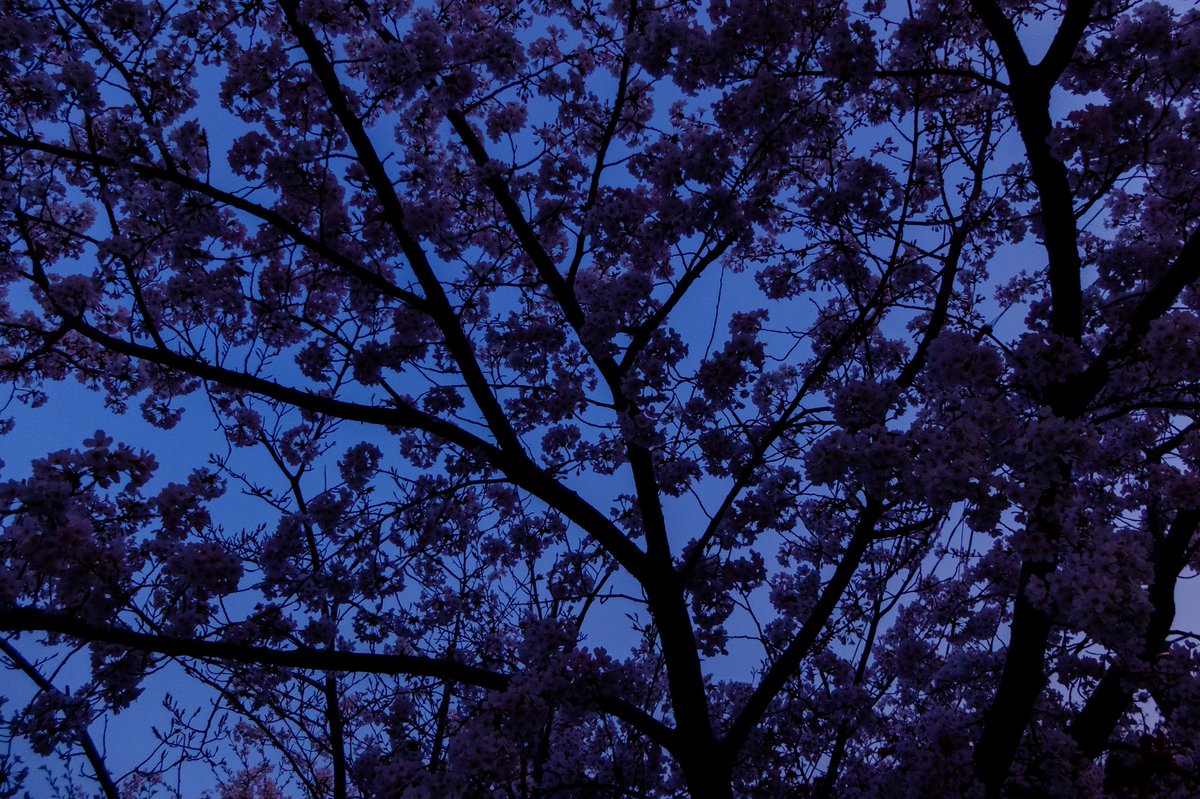 今年の桜はようやく満開。
今になってわかったが…
最良の撮影時間帯は日の入り直前が綺麗に撮れる。
色味を後でいじらなくてもストロボと微かな陽の光があれば良いね。