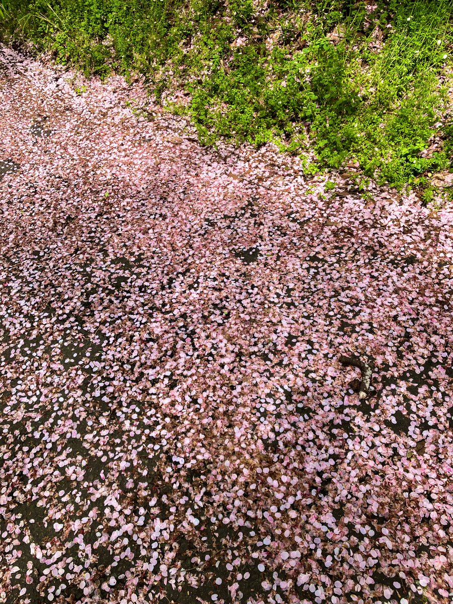 timelsdq10's tweet photo. 桜舞い散る風景もきれいだけど、地面はほのかに桜香る薄紅色 https://t.co/qRd6fqAgU3