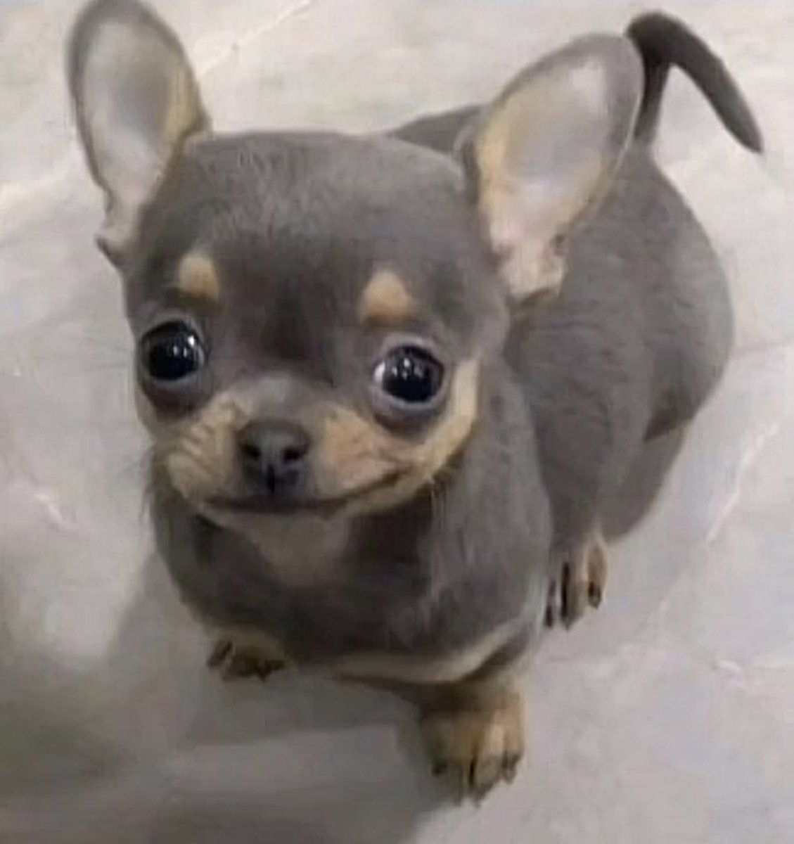 Shora🫆 tweet media