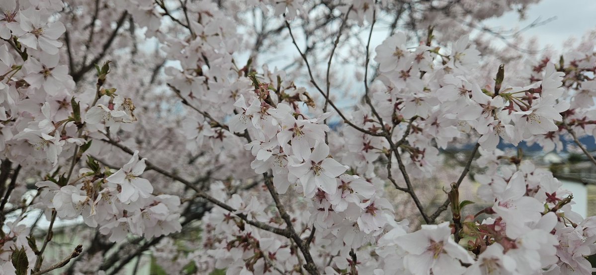 ガリー (86 Billion Neurons music) 🎶🎶 tweet media