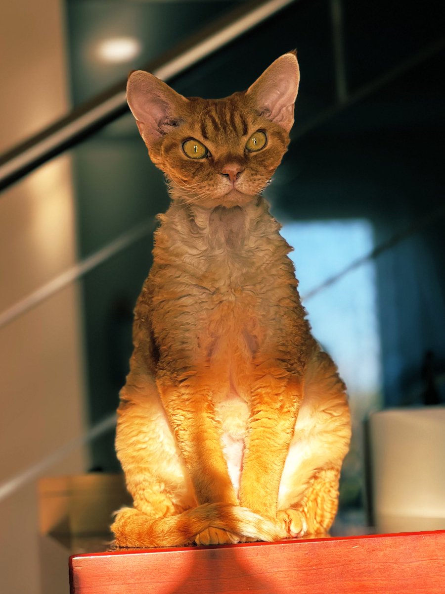 Коста Перестањ tweet media