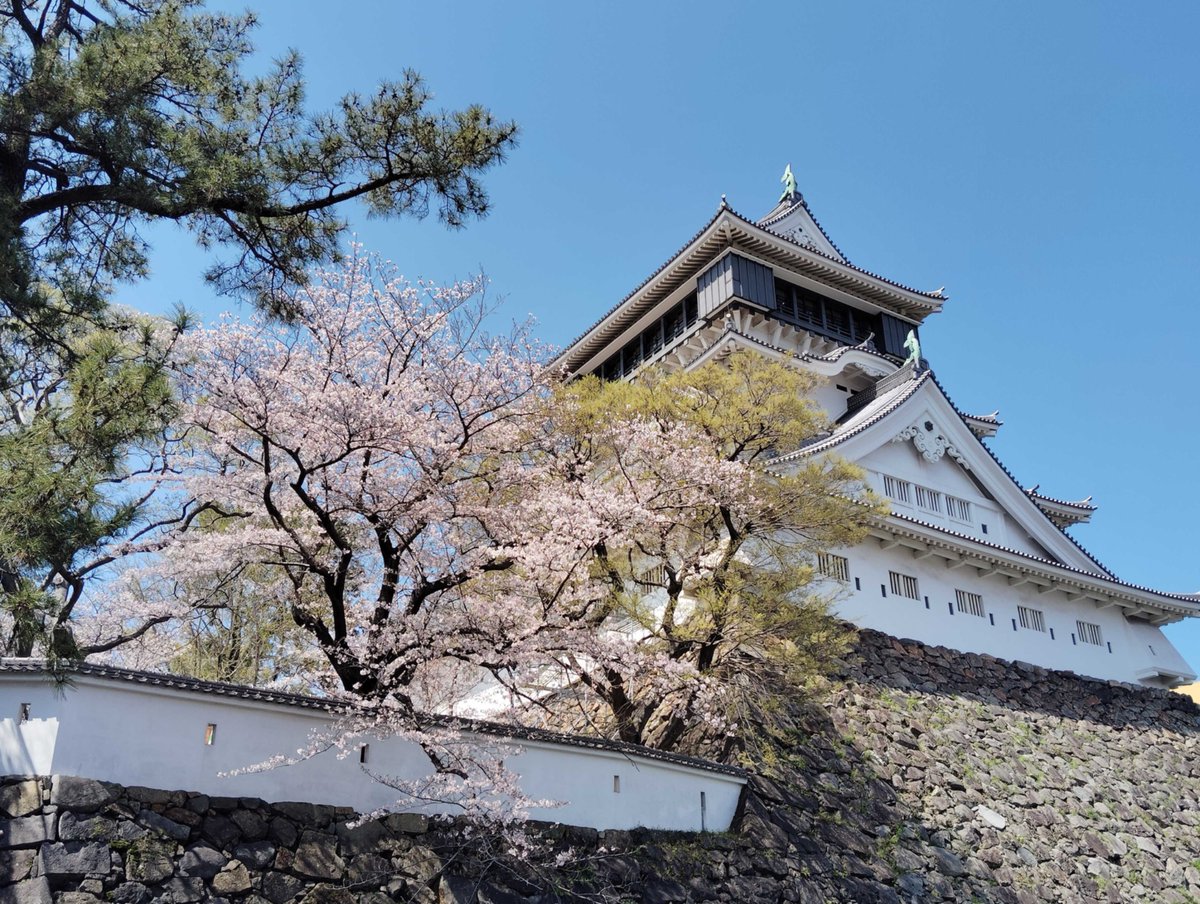🌸みんなの地域の桜🌸

DAWNで働くみんなの地域の桜をご紹介！

今日は福岡に住む未柚さん✨️

小倉城でお花見されたそうで、福岡最古のうどんの名店で最高の“ごぼ天うどん”も堪能されたとのこと😍

素敵な春のひとときですね🫶

#分身ロボットカフェ
#BunshinRobotCafe