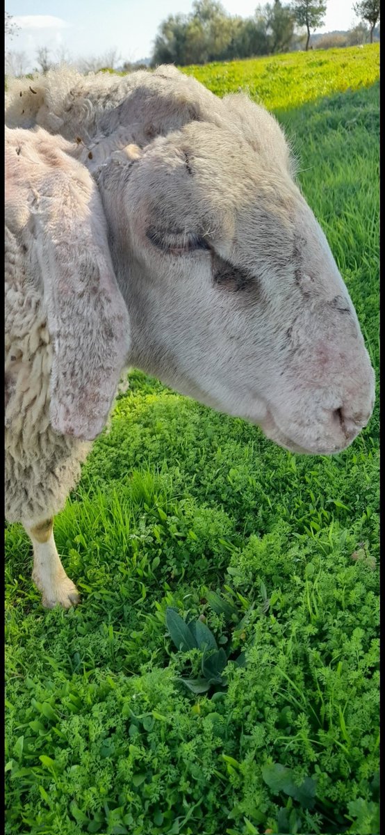 La Folia tweet media