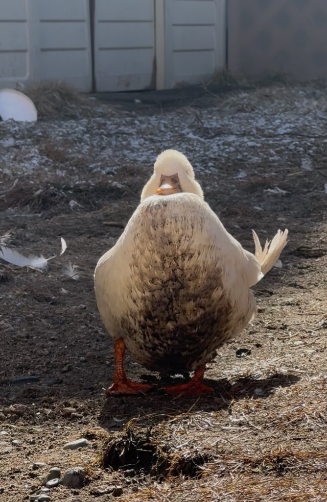 北のぴーちゃんfarm tweet media