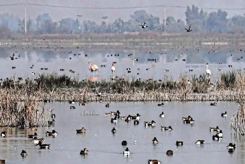 Ruby Canela tweet media