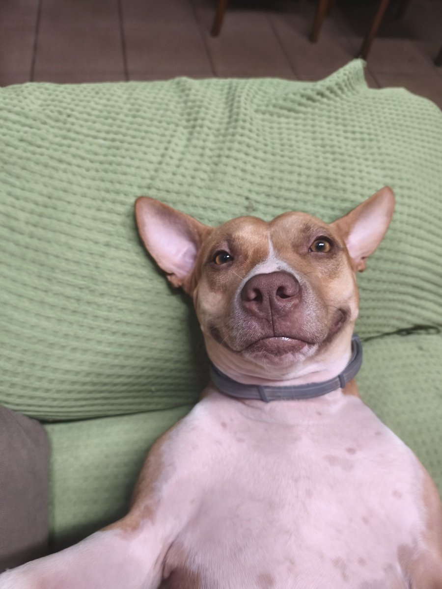 A porra do Bael 🜏 tweet media