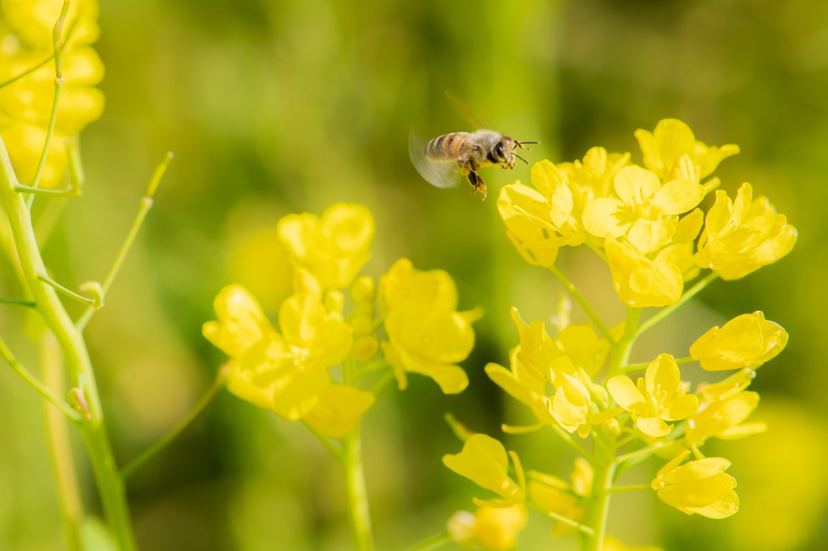 菜の花畑にて  マクロレンズの出番
 #nikon #D780 #photography #写真 #山口市 #菜の花 #canola #ハチ #bee #bug #macro #マクロ #昆虫