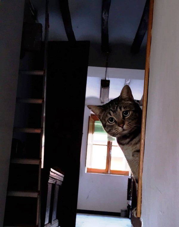 AdopFelinasVLC's tweet image. Giras una esquina,  te encuentras con #NOEL  y su característico gesto, y te mueres de ternura 
😍😍
adopcionesfelinasvalencia.es/gatos-en-adopc…?