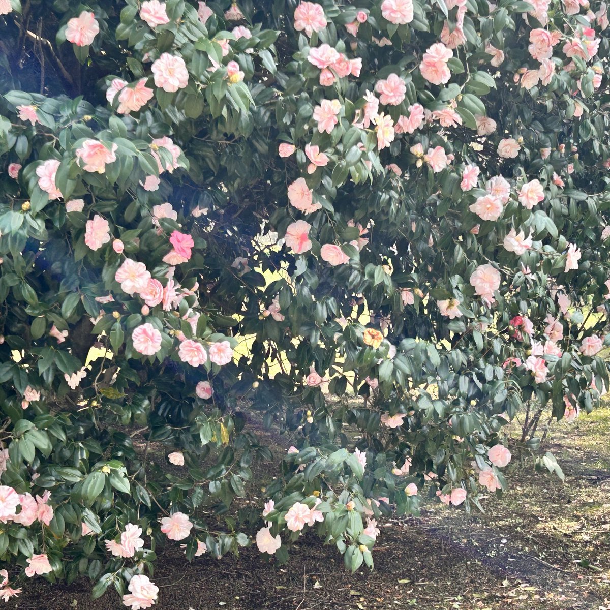 みっかもち tweet media