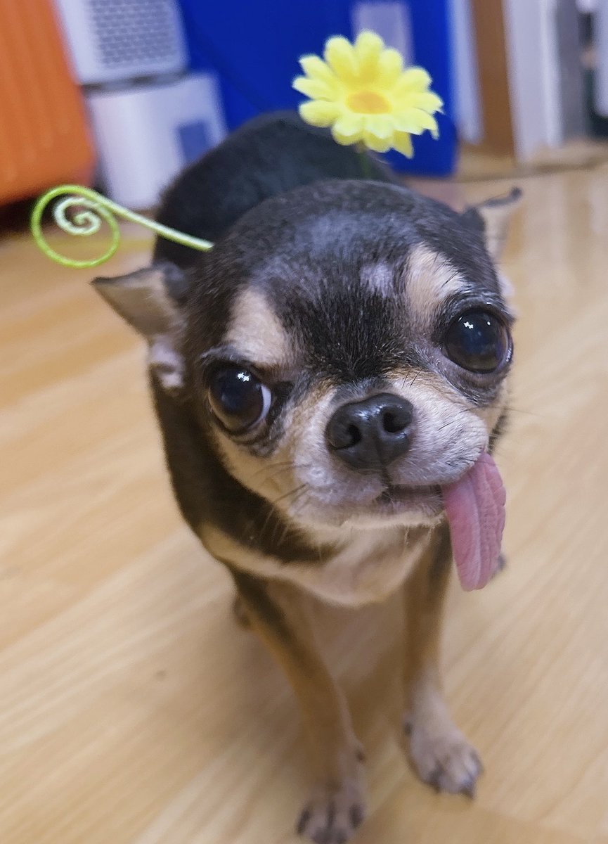 빙빙 돌아가는 회전빙빙처럼 tweet media