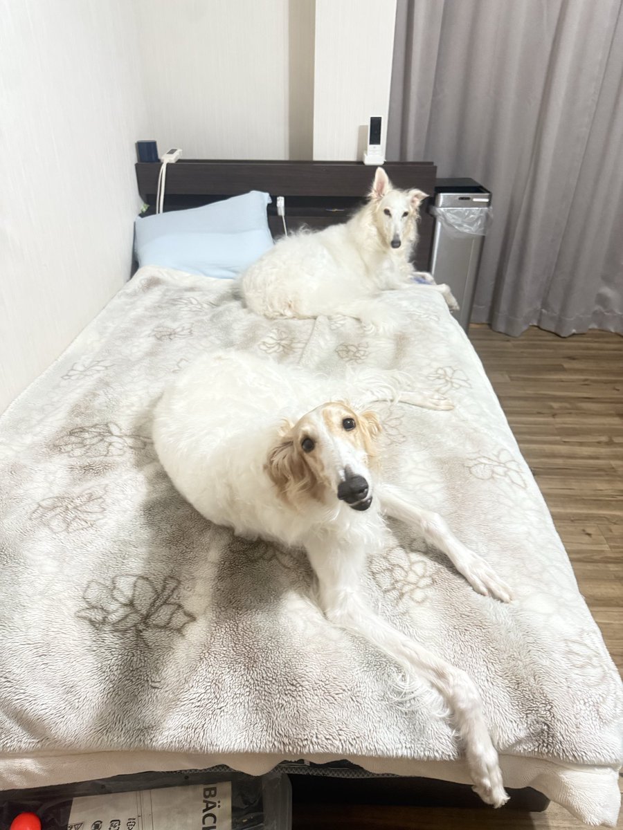 サクサラ tweet media