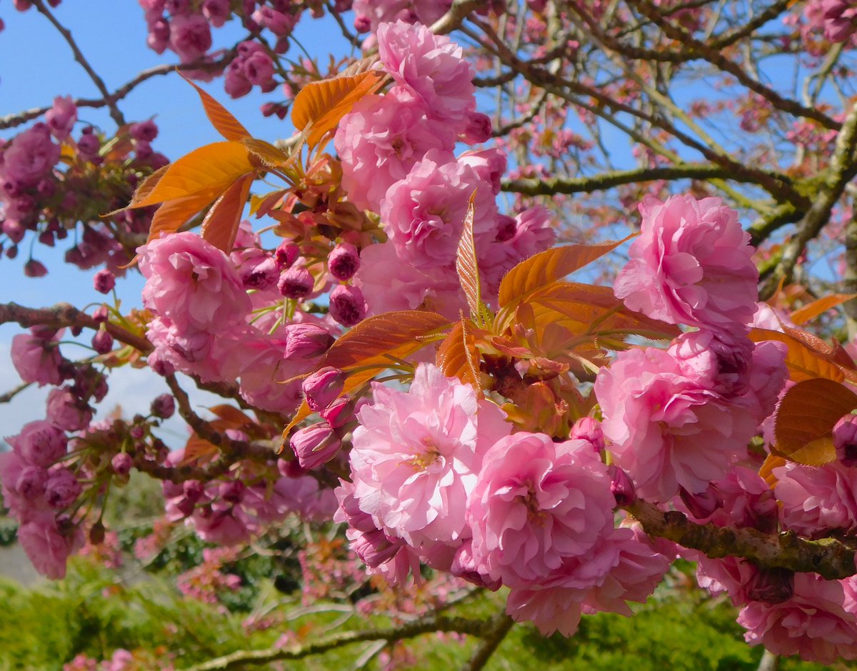 IanW1985's tweet photo. #Easter #bluesky and #blossom #loveukweather #Lincs https://t.co/CE4AiUD8kR